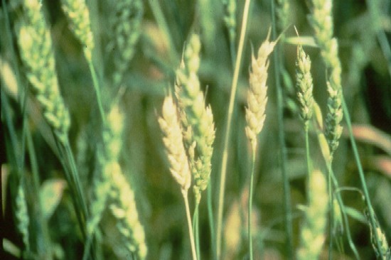 yellow poorly filled grain heads of copper deficient wheat 